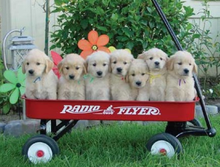 puppies